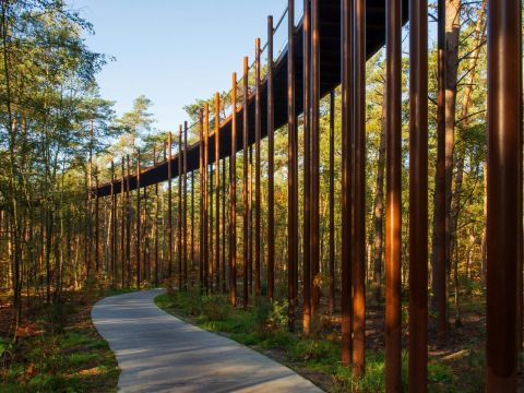 Fietsen door de bomen